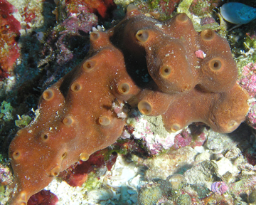 brown encrusting octopus sponge (Ectyoplasia ferox)