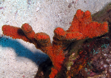 Red-orange Branching Sponge (Ptilocaulis sp.)