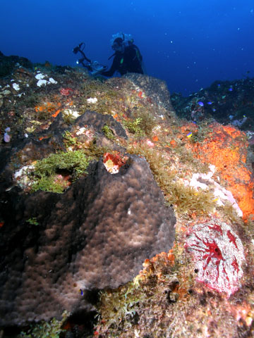 A reef outcropping covered in several different kinds of sponges.  Some are black, some are red and white, some are orange.  A diver with a camera is visible just behind the outcrop.