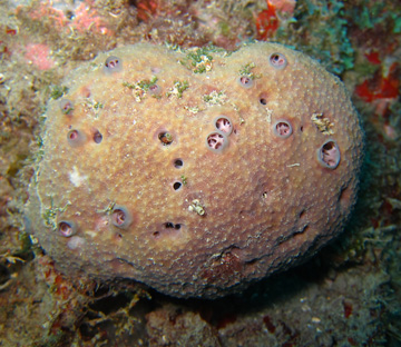 stinker sponge (Ircinia felix)