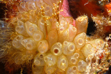 bulb tunicates (Clavelina sp.)