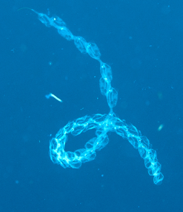 Pelagic tunicates in a looped chain formation (Salpa sp.)