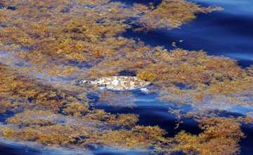 Sea turtle floating amid sargassum at the surface of the sea