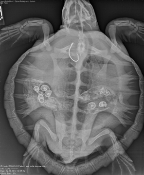 Xray image of a sea turtle showing a fishing hook caught in its throat
