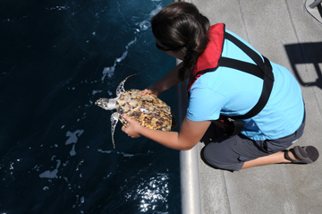 Woman releasing a sea turtle into the ocean from the back platform of a boat.