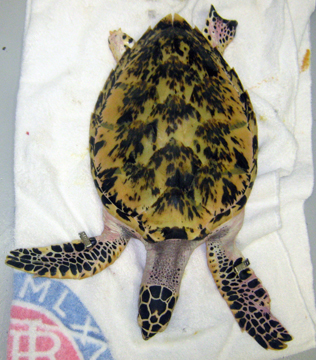 Hawksbill sea turtle resting on a towel after rescue