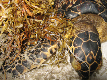 A sea turtle tangled in sargassum on a beach