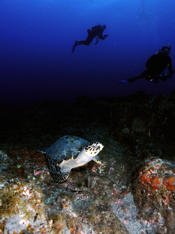 A hawksbill sea turtle resting on the botom at Stetson Bank