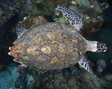 Hawksbill Sea Turtle top view (Eretmochelys imbricata)