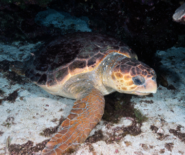 Loggerhead Sea Turtle (Caretta caretta) sitting on the bottom