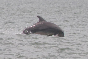 A dolphin at the surface of the water