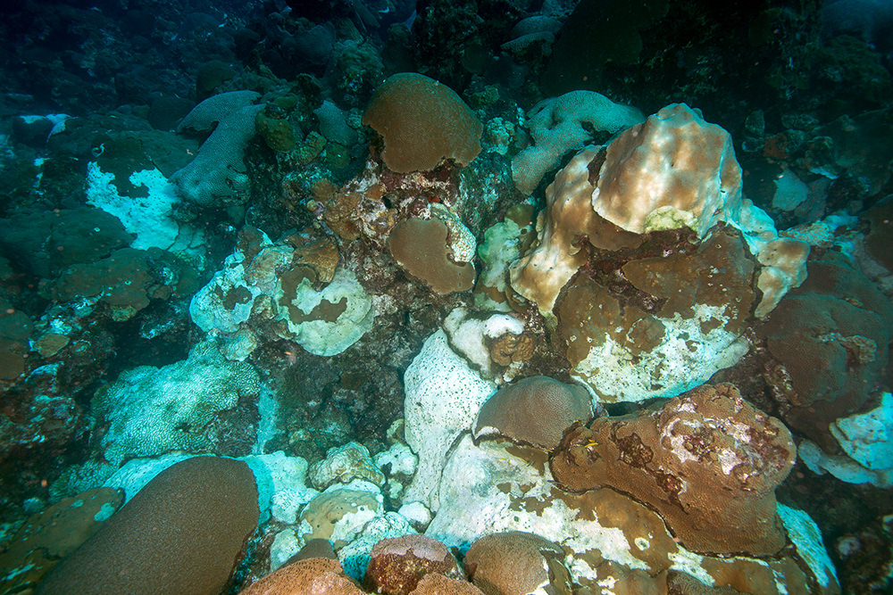 Close view of a section of reef where about 50-70% of the coral is white instead of its normal color