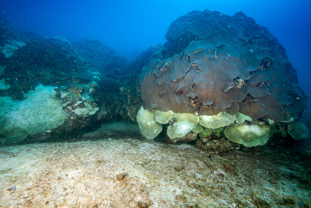 A very large colony of star coral with about 2 feet of its bottom edges turned pale or white.