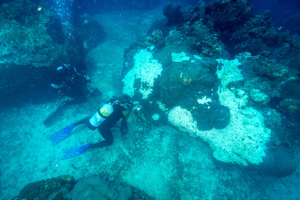 Two divers kneeling in a sand patch taking samples from nearby corals.