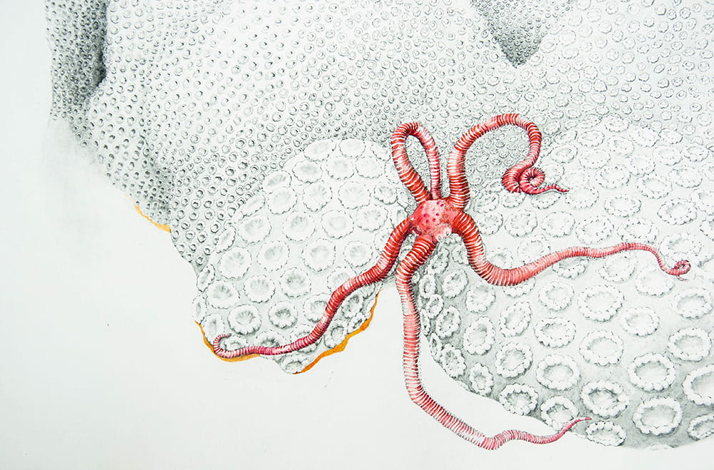 A black and white drawing of a coral with a bright red brittle star crawling across it.