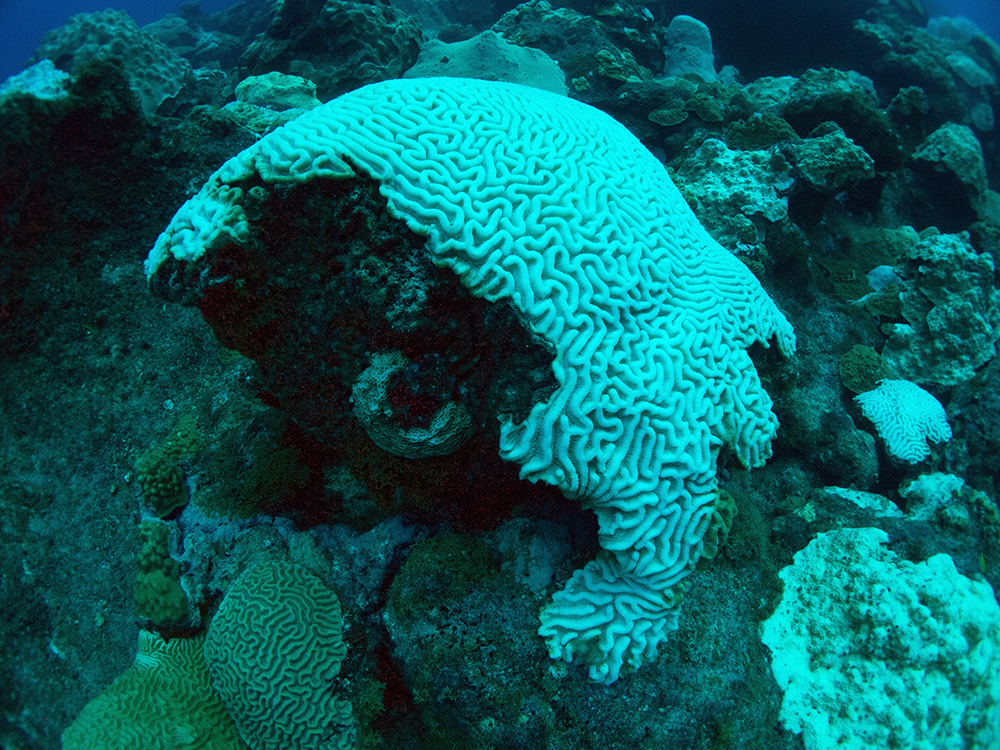 A close view of a brain coral colony that has turned completely white.