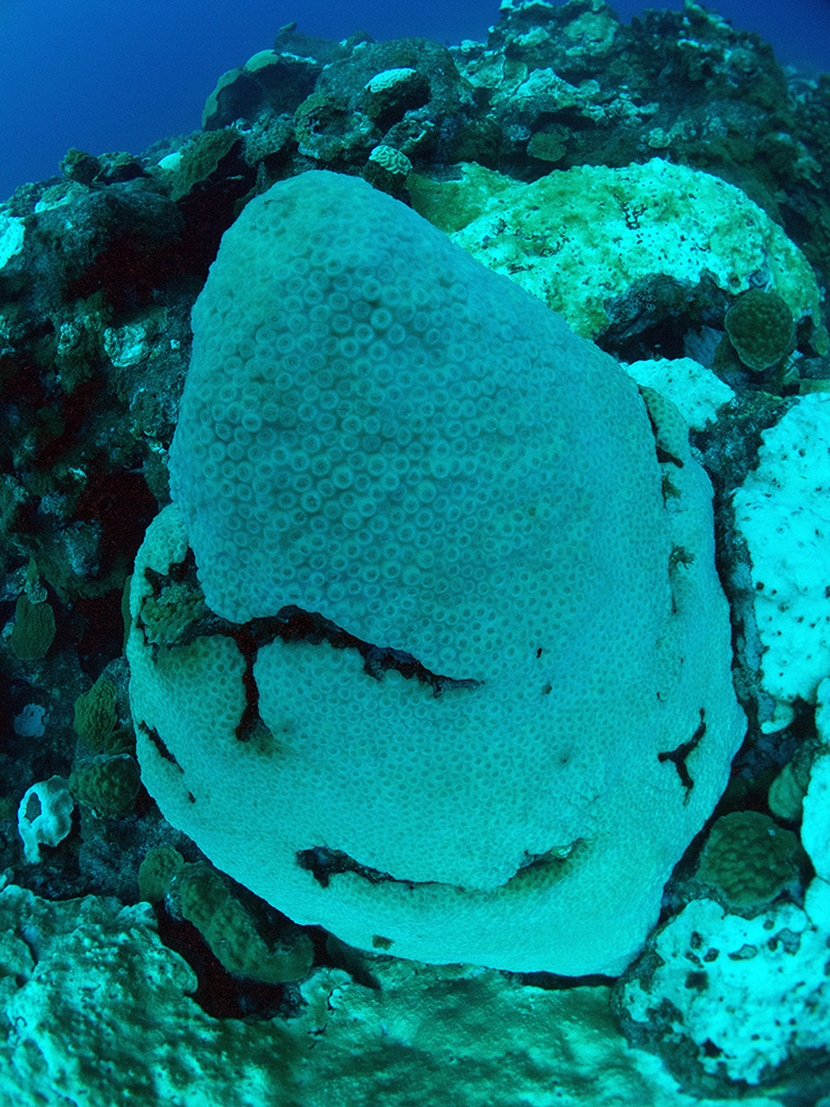 A close view of a Mountainous Star Coral colony with the polyps mostly white. Alongside is a completely white colony of another star coral species.
