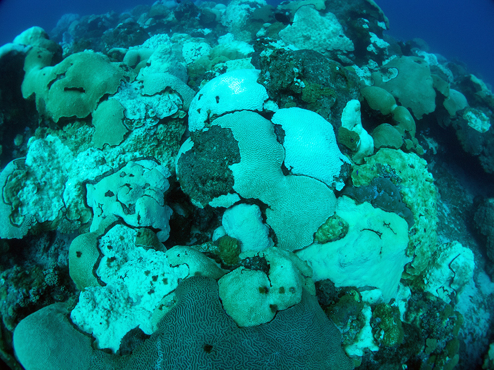 A section of reef with a lot of bleached brain coral interspersed with some paling and bleached star corals and some healthy corals of the same varieties.