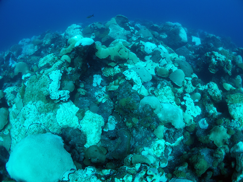 View of coral reef with half of the corals stark white or turning white and the other half normal brownish green colors