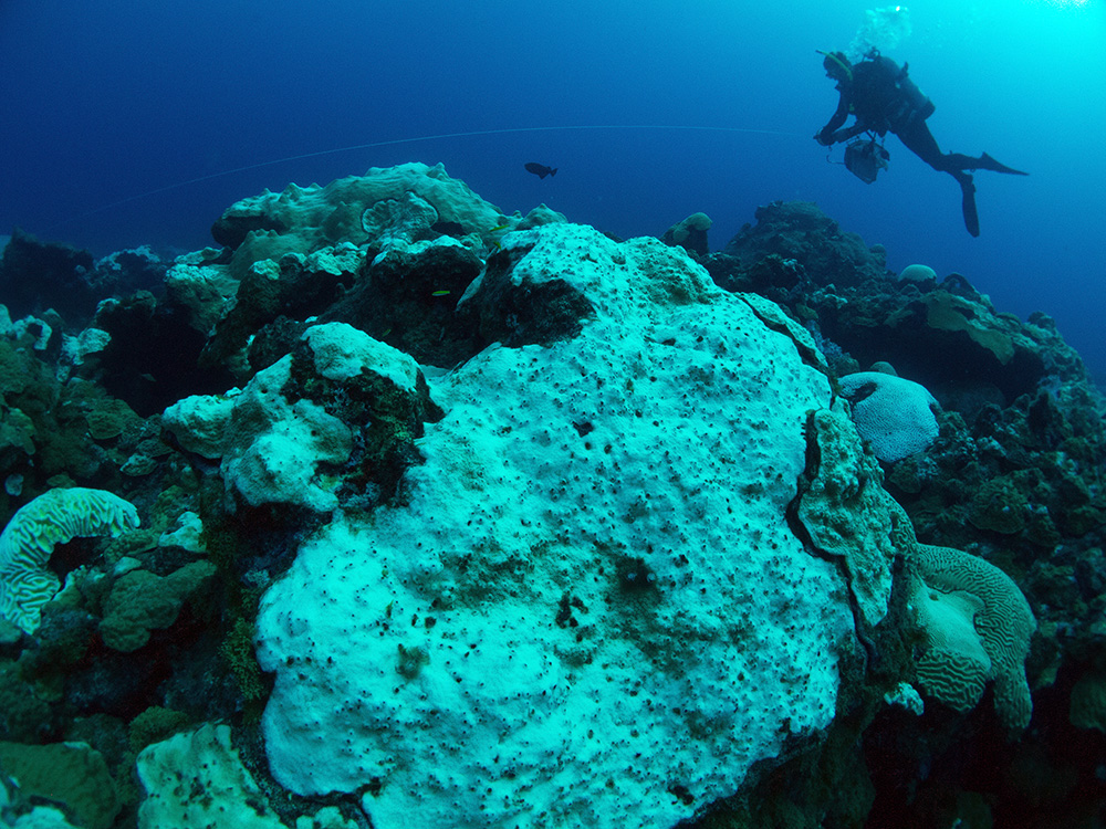 A diver floating at the end of a line suspended above bleaching corals on the reef. The diver is holding a reel attached to the line.