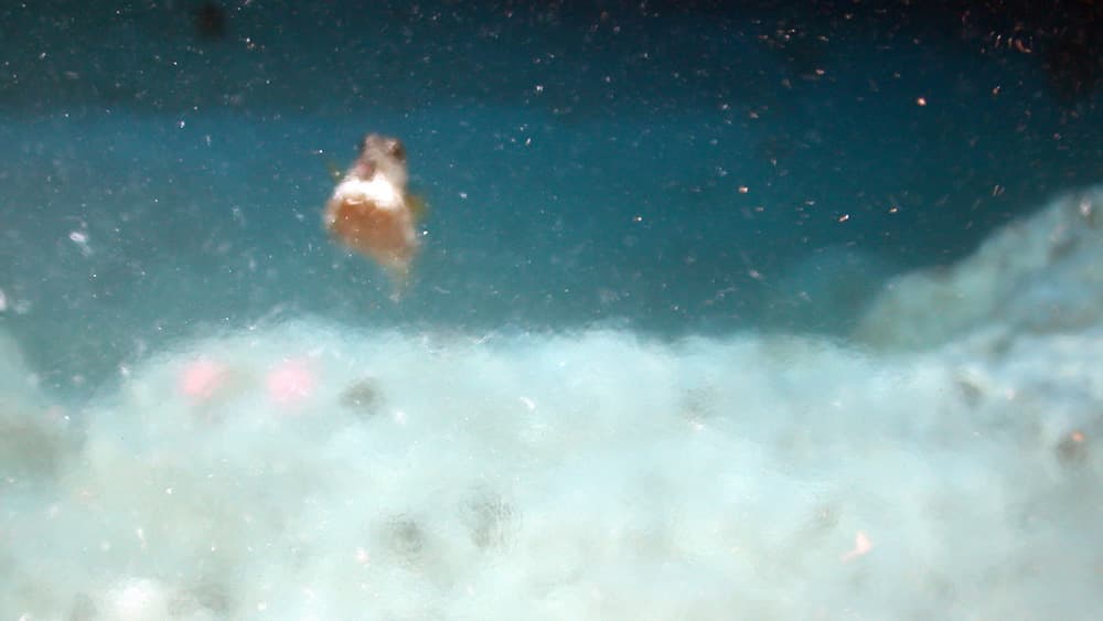 A blurry image of a trunkfish swimming overhead