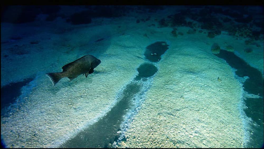 A brown fish swimming over white bacterial mats on the sea floor