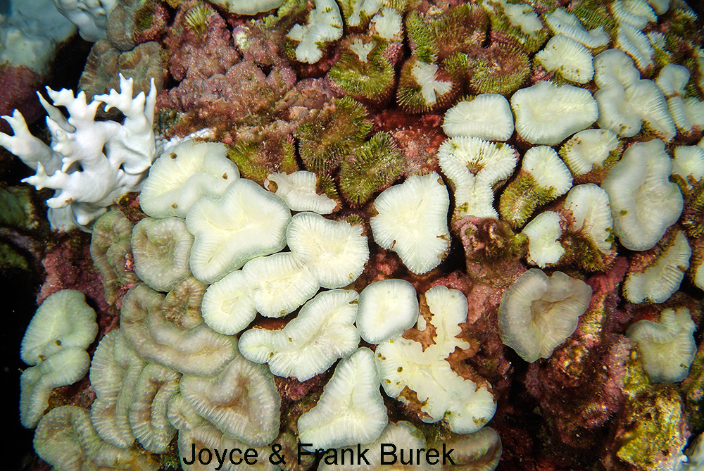 Bleached, partially bleached and dead sections of Spiny Flower Coral and a piece of bleached fire coral
