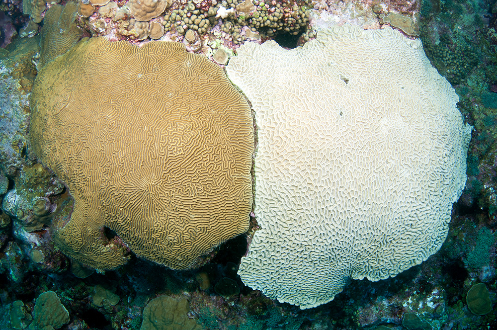 A bleached brain coral colony next to an unbleached one