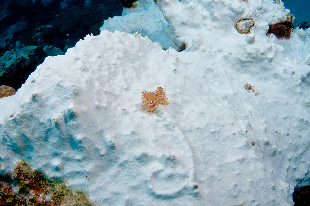 A stark white section of coral with a Christmas Tree Worm in the middle