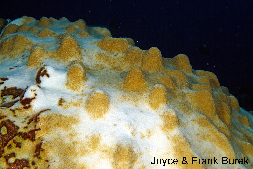A partially bleached colony of Mountainous star Coral, where the peaks of the lumps still have color
