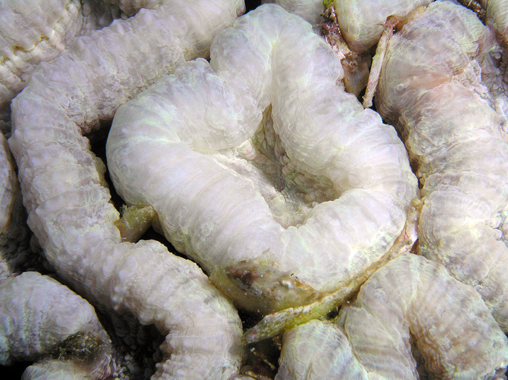 Close up view of large, fleshy bleached polyps
