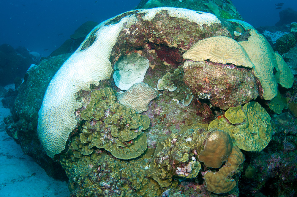 A mound of coral with some colonies bleached and others not