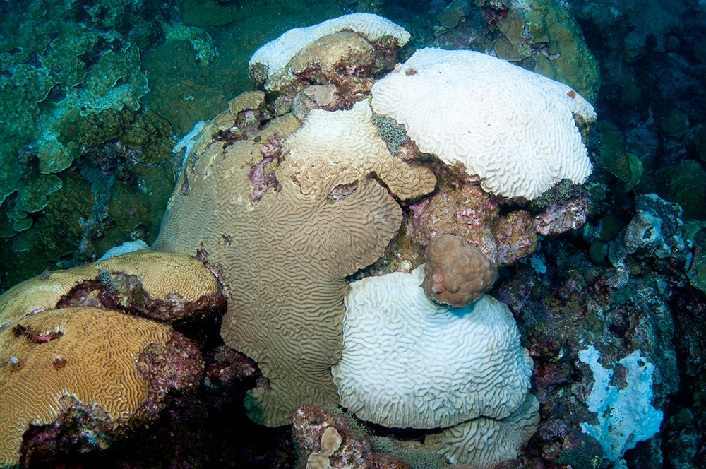 A colony of brain coral that is half bleached and half not