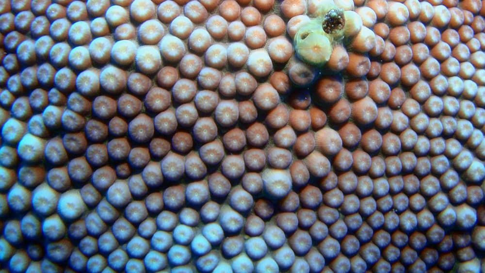 Close up of coral polyps without the tentacles showing