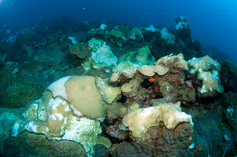 Varying levels of bleaching visible in coral colonies across the reef