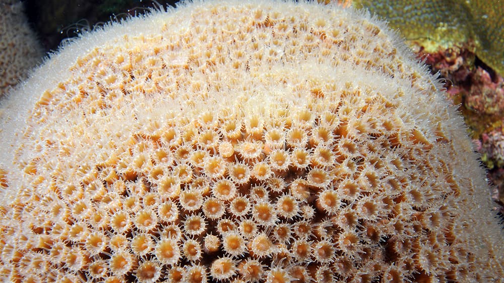 Hundreds of coral polyps with their tentacles extended