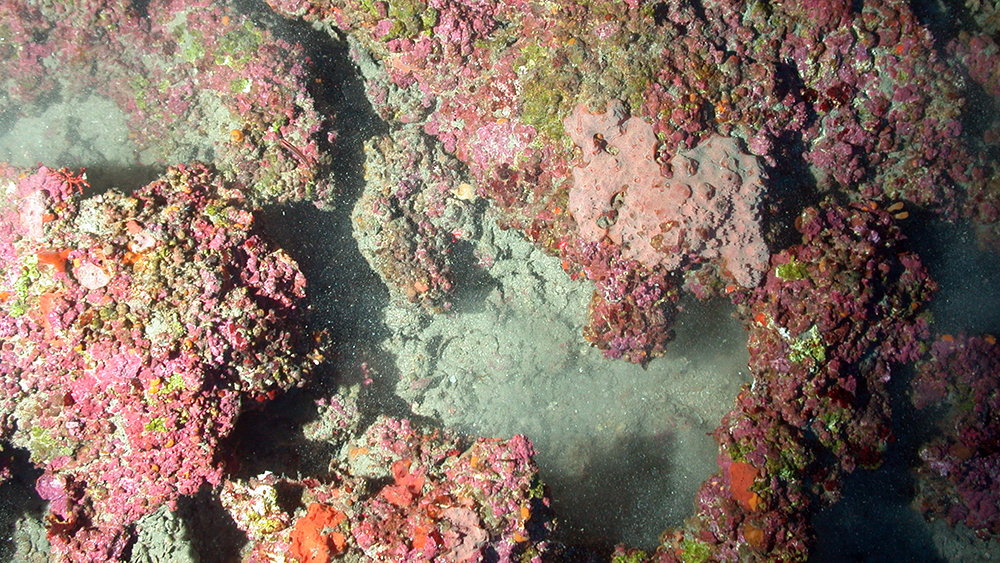 Reddish-purple coralline algae encrusted on rocky outcrops on the sea floor