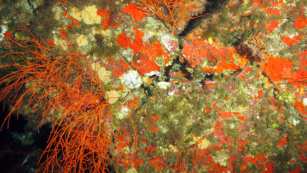 Rocky sea floor covered in algae and brigth orange encrusting sponge with branching orange gorgonians standing to the left and top