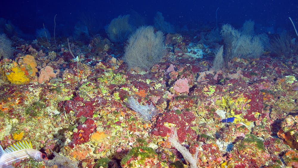 Sponges and corals scattered across a field of algal nodules