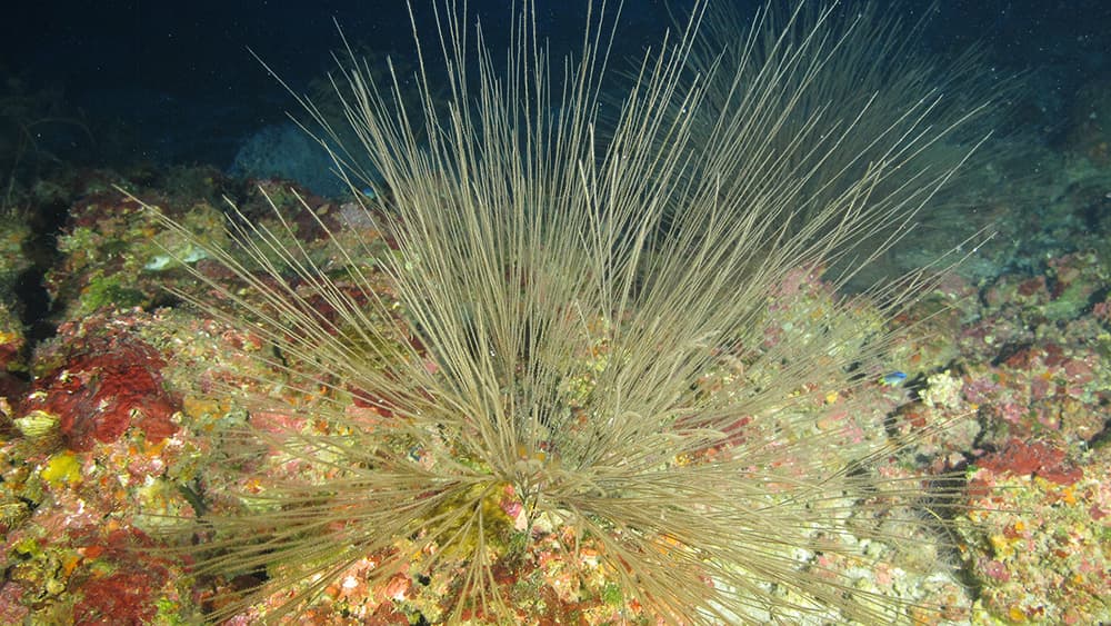 A tan colored coral with thin, wiry branches