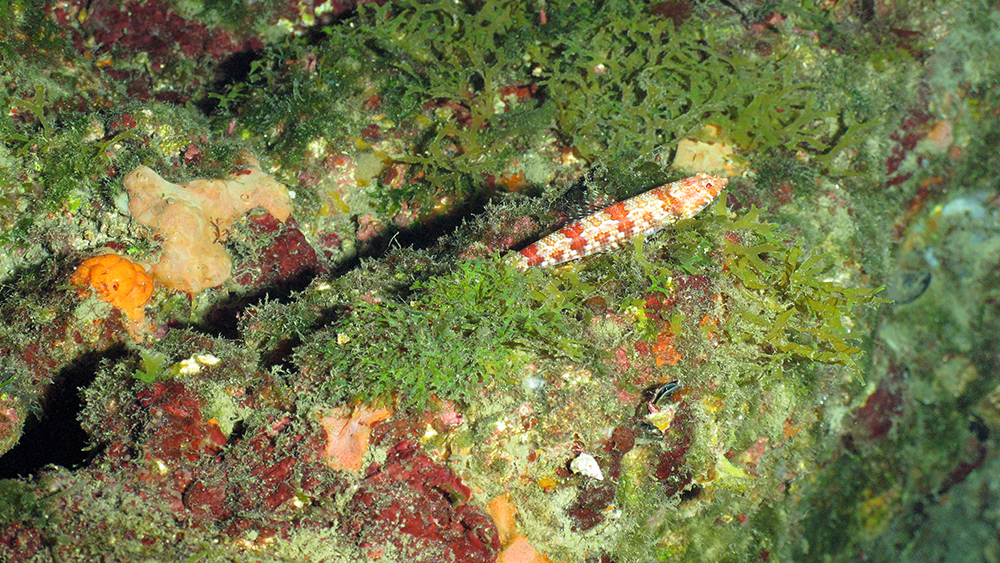 A lizardfish sitting on the bottom among algae and sponges