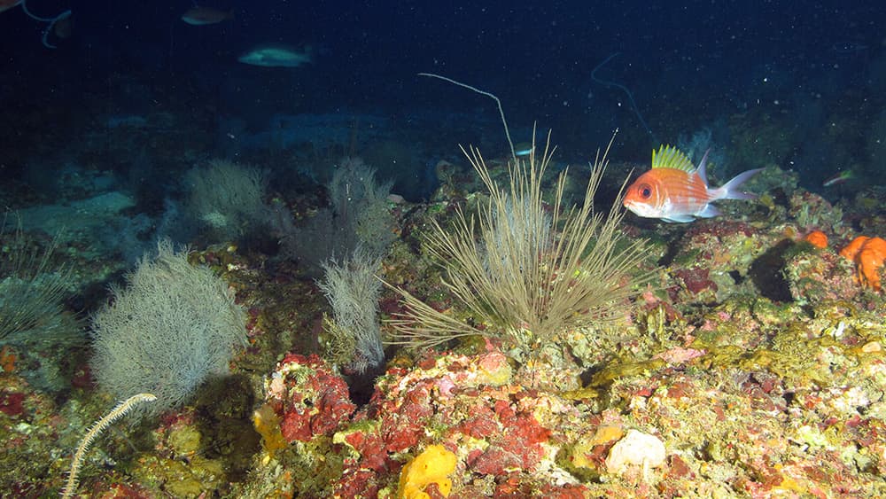 A bright red squirrelfish swims past black corals in deep habitat.