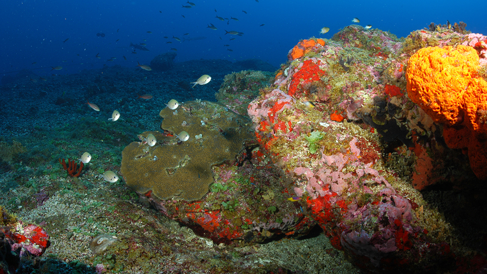 Hard coral covers part of a rocky outcropping, while the rest is covered in algae and sponges
