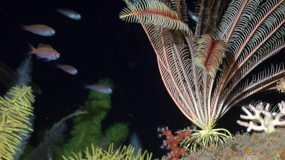On the right, a feathery crinoid is anchored to the substrate with feet that look like plant roots. On the left, several green bottle brush corals and some pink fish are visible.