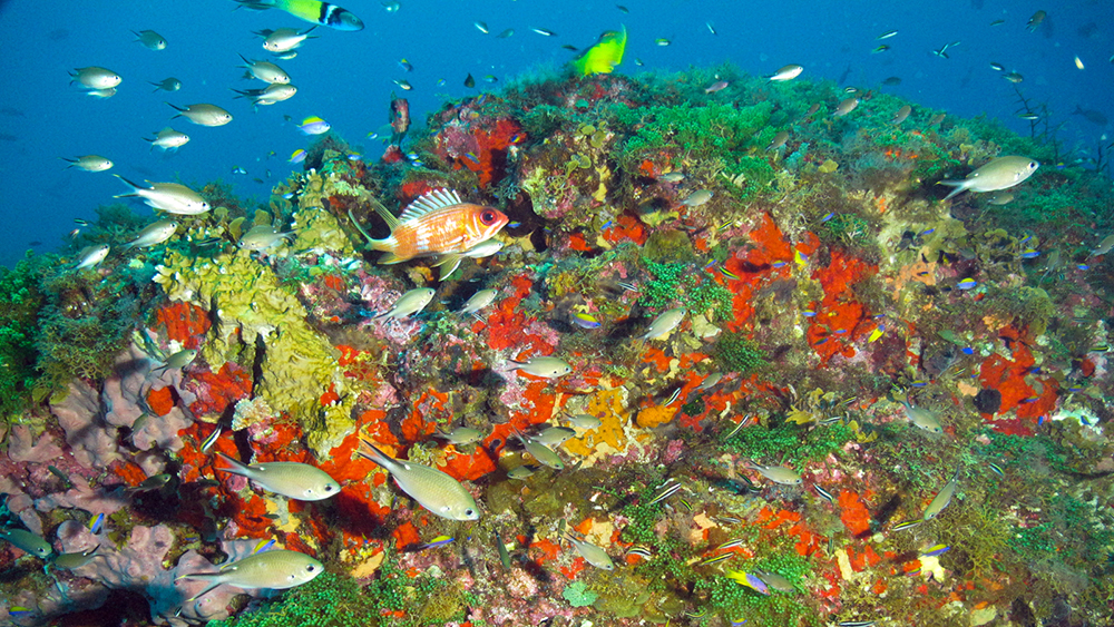 Colorful reef scene with orange sponges, green leafy algae, yellow fire coral and tropical fishes