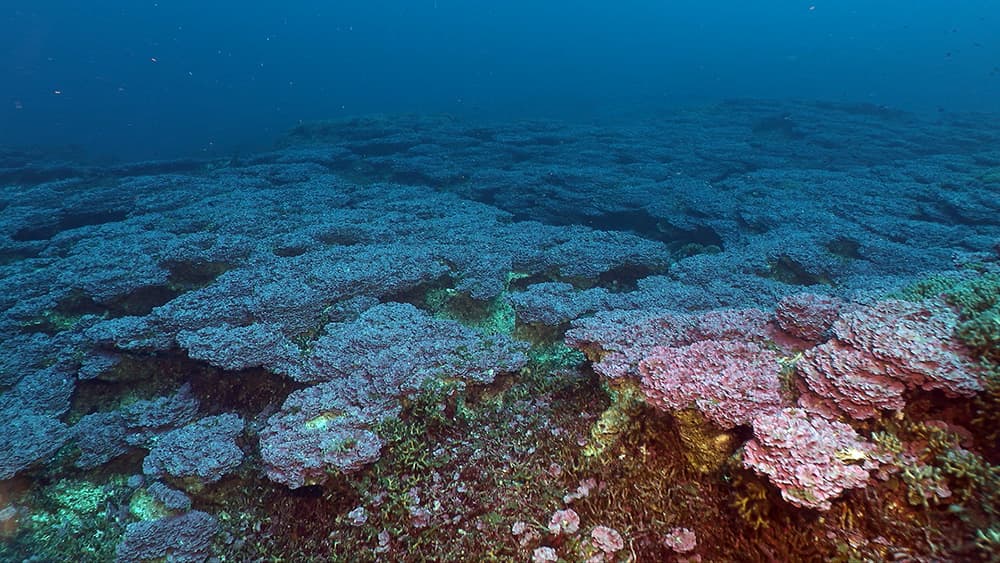 A seascape of hard, leafy, purple algae that look like corals