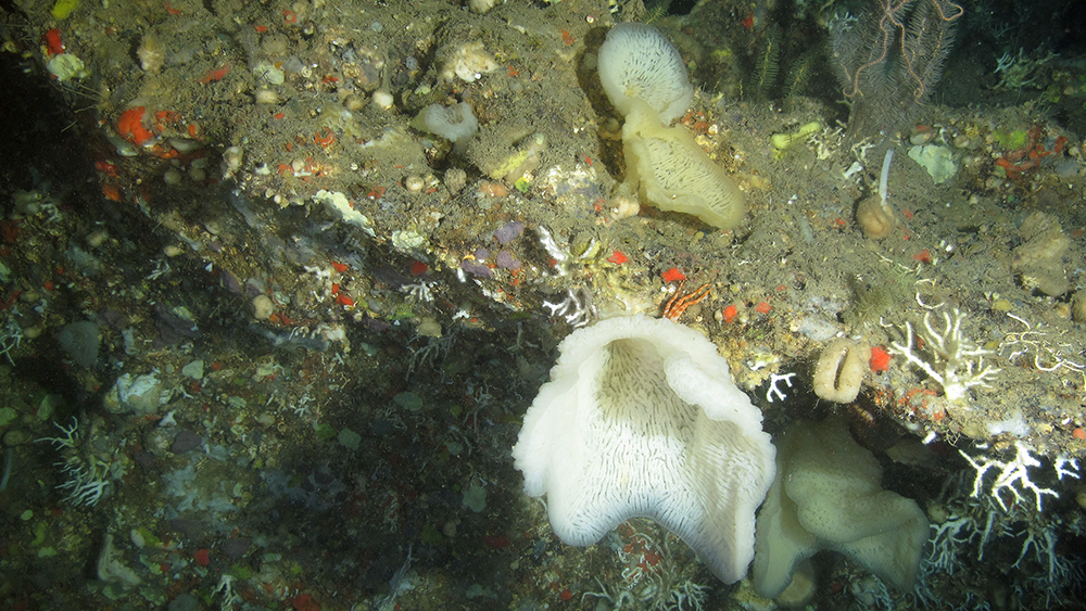 Delicate looking white, vase-shaped sponges attached to hard substrate