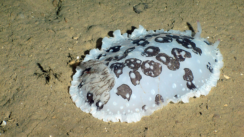 A flat, oval creature with ruffled edges sitting on the mud bottom. Body color is white with brown blotches.