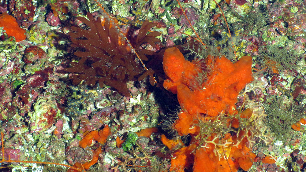 An algal nodule field with large brown leafy algae and a bright orange sponge