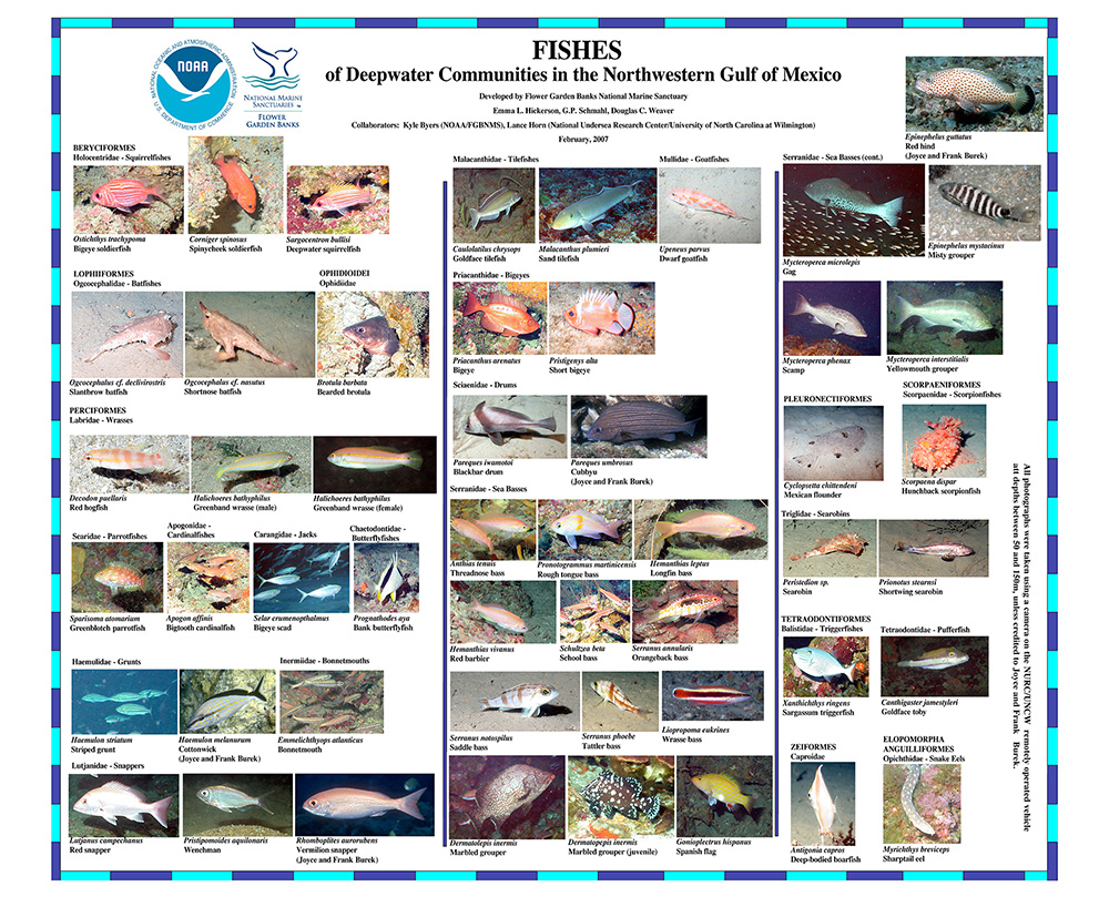 Poster full of different fish images with scientific name listed under each